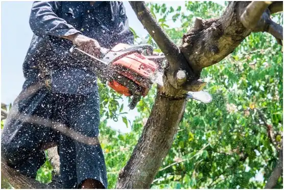 tree services Cedar Hill